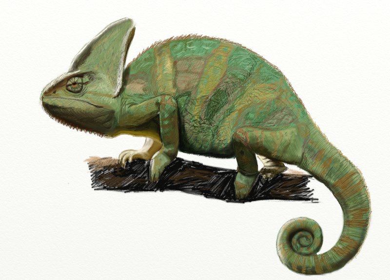 Chameleon Drawing Pic