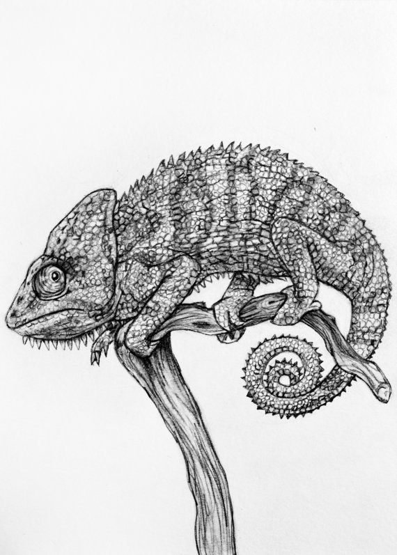 How to draw a chameleon step by step