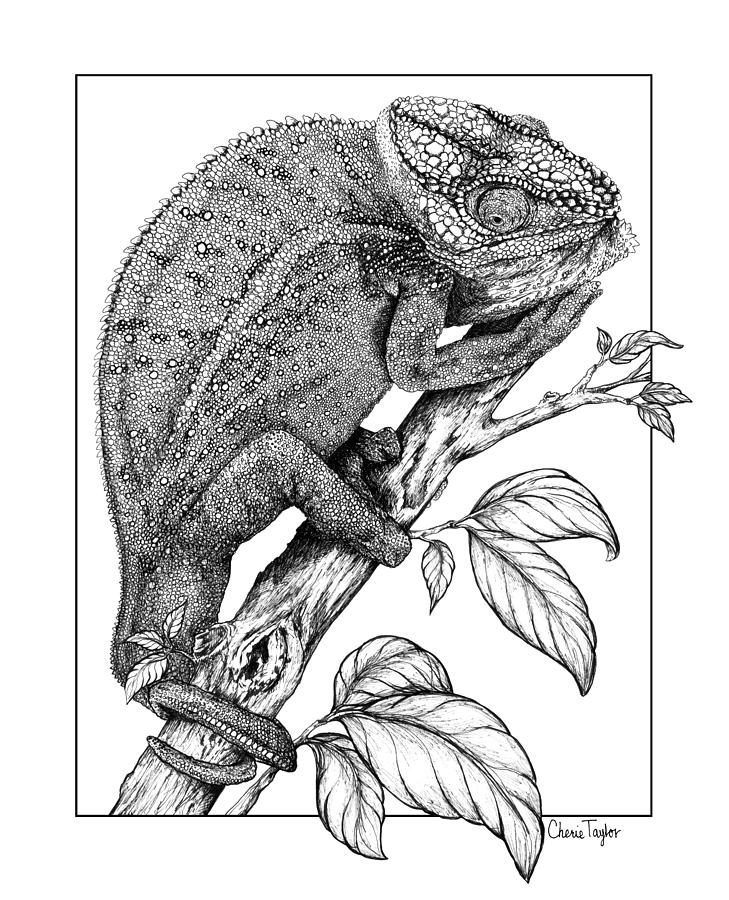Chameleon Drawing Picture