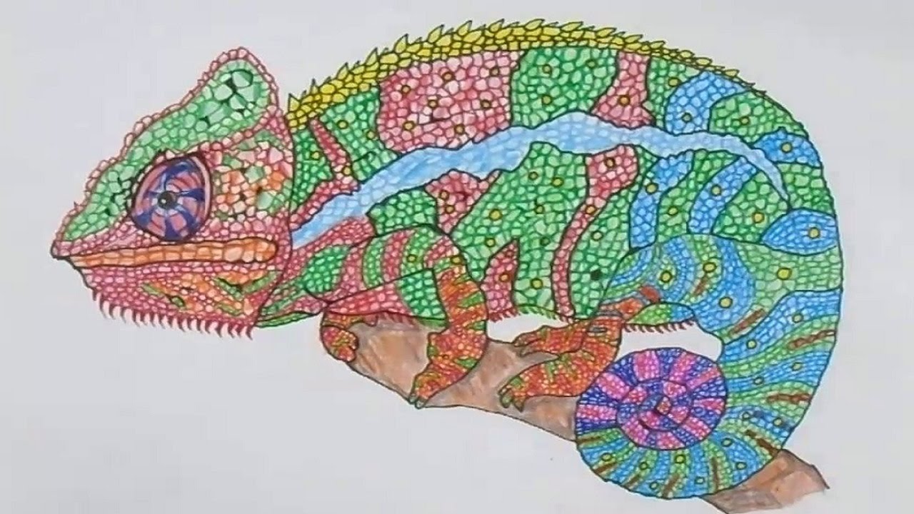 Chameleon Drawing Pictures