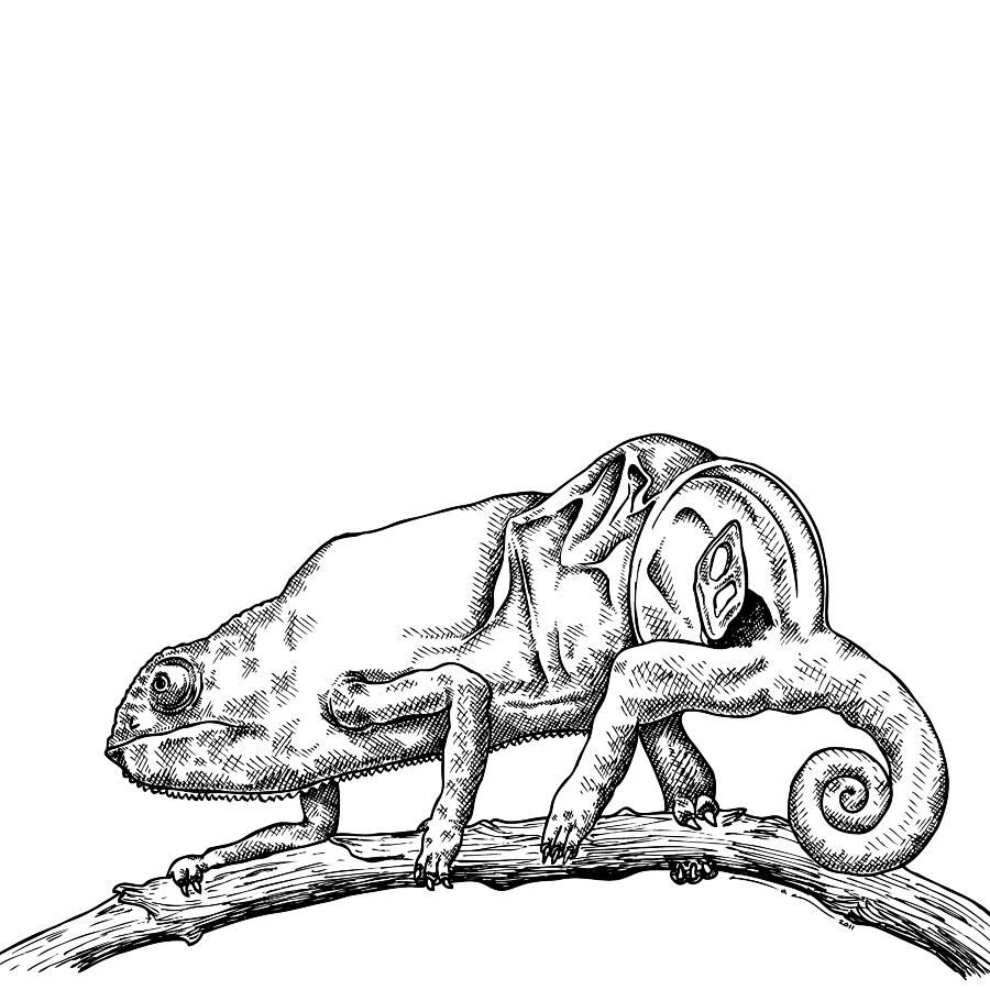 Chameleon Drawing Realistic