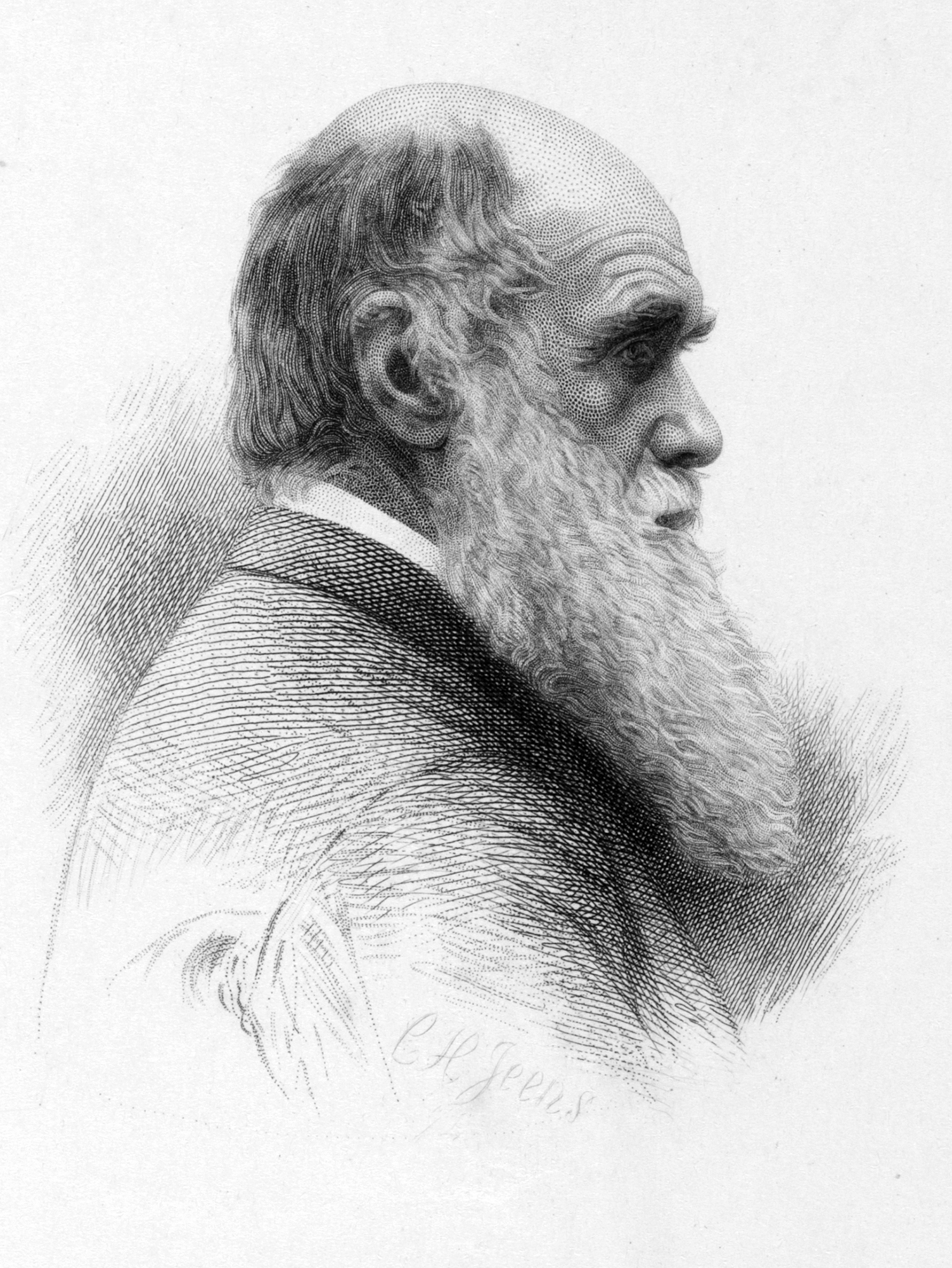 Charles Darwin Drawing Art