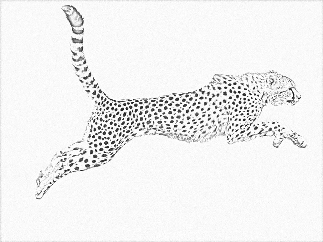 Cheetah Art Drawing