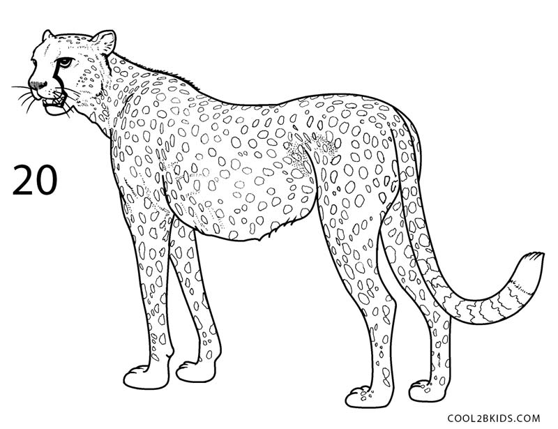 Cheetah Drawing Beautiful Image