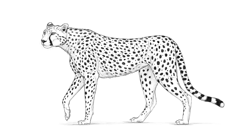 Cheetah Drawing Best