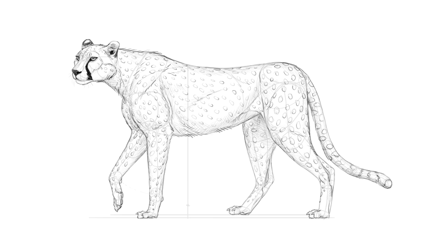 Cheetah Drawing High-Quality