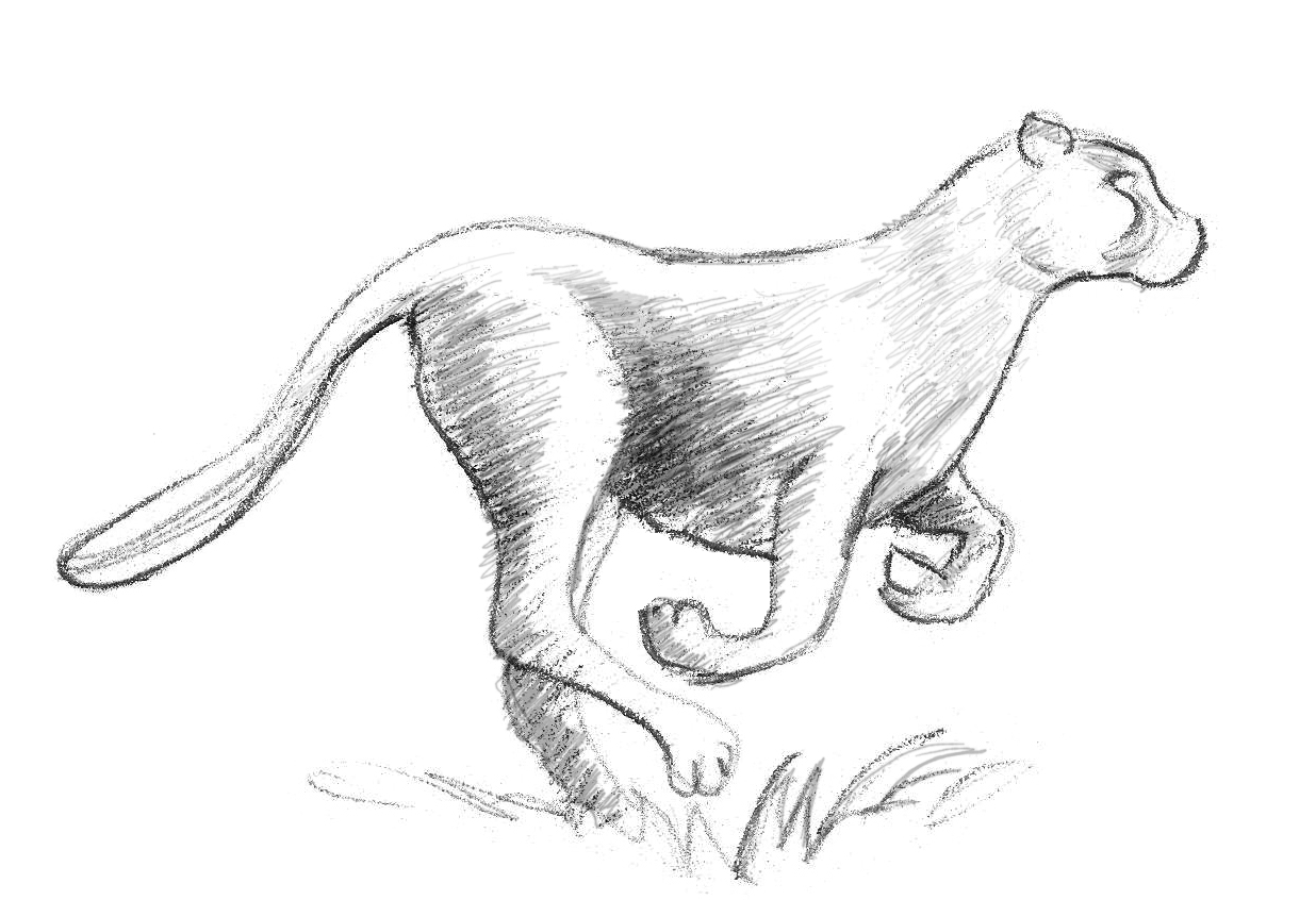 Cheetah Drawing Image
