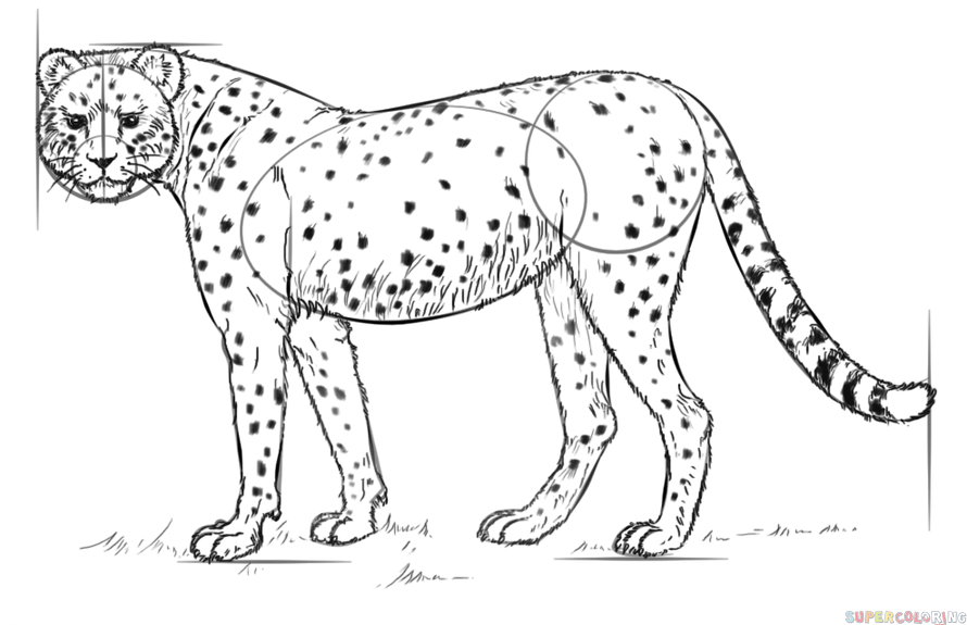 Cheetah Drawing Photo