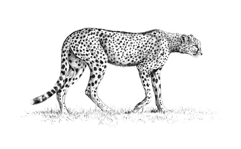 Cheetah Drawing Pic