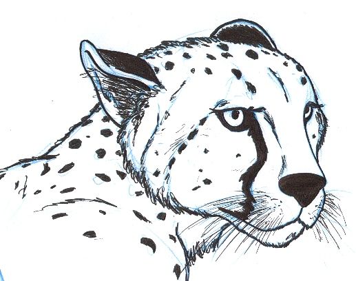 Cheetah Drawing Pics