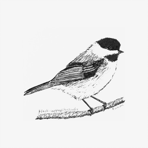 Chickadee Art Drawing