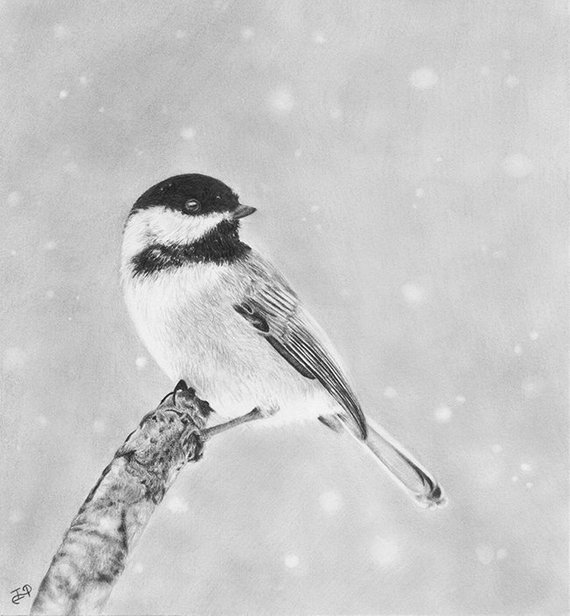 Chickadee Drawing Beautiful Art