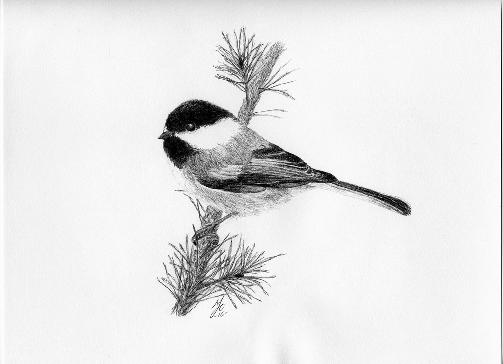 Chickadee Drawing Image