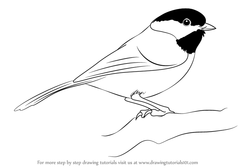 Chickadee Drawing Images