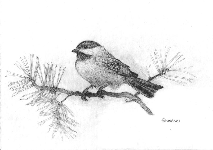 Chickadee Drawing Photos