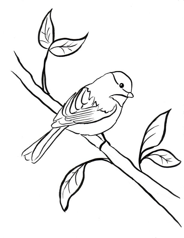 Chickadee Drawing Pic