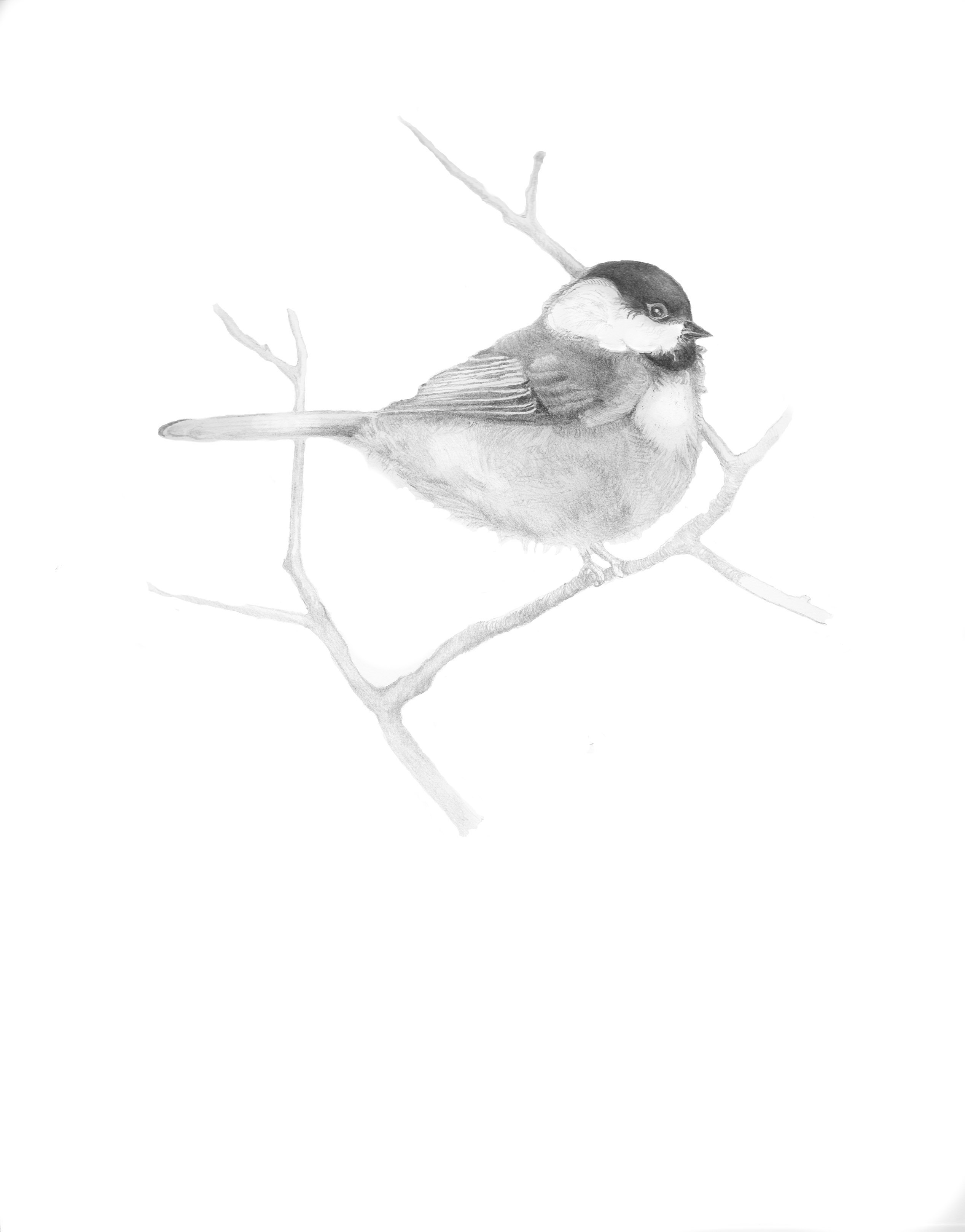 Chickadee Drawing Pics