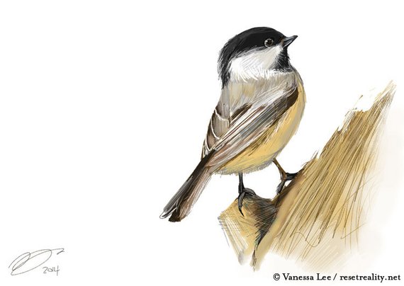 Chickadee Drawing Pictures