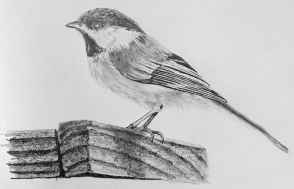 Chickadee Drawing Sketch
