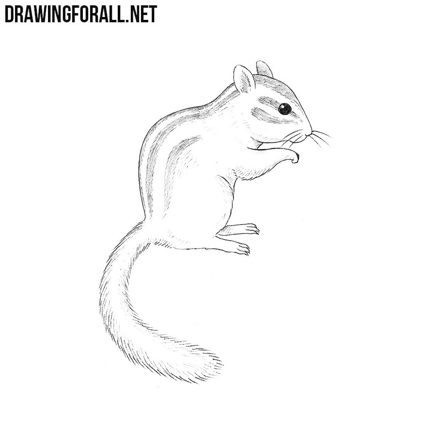Chipmunk Drawing Art