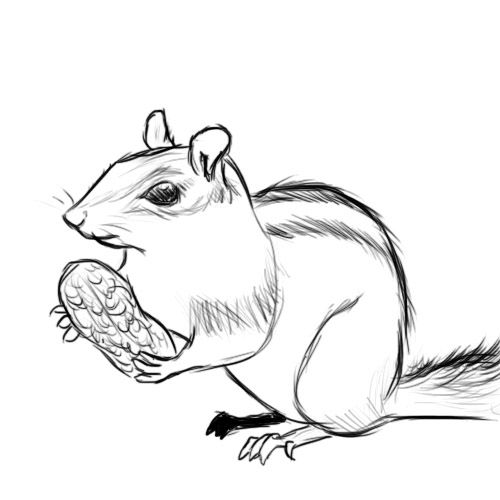 Chipmunk Drawing Image