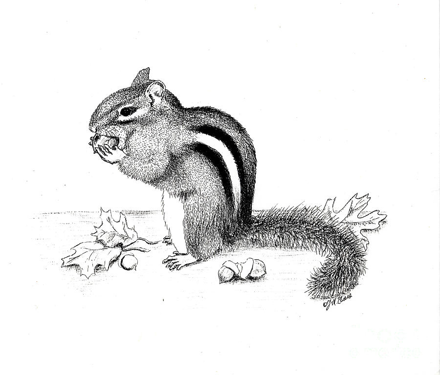 Chipmunk Drawing Picture