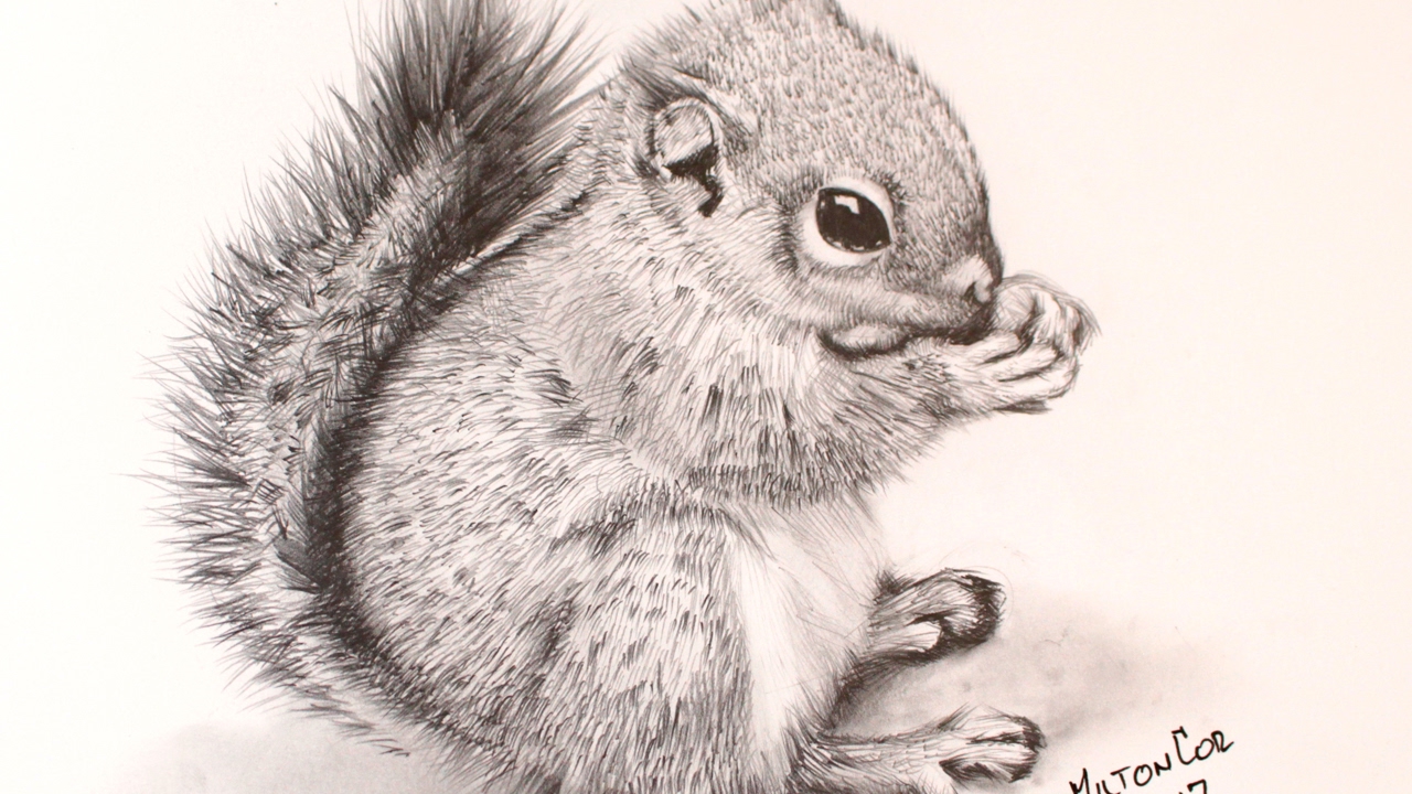 Chipmunk Drawing Realistic