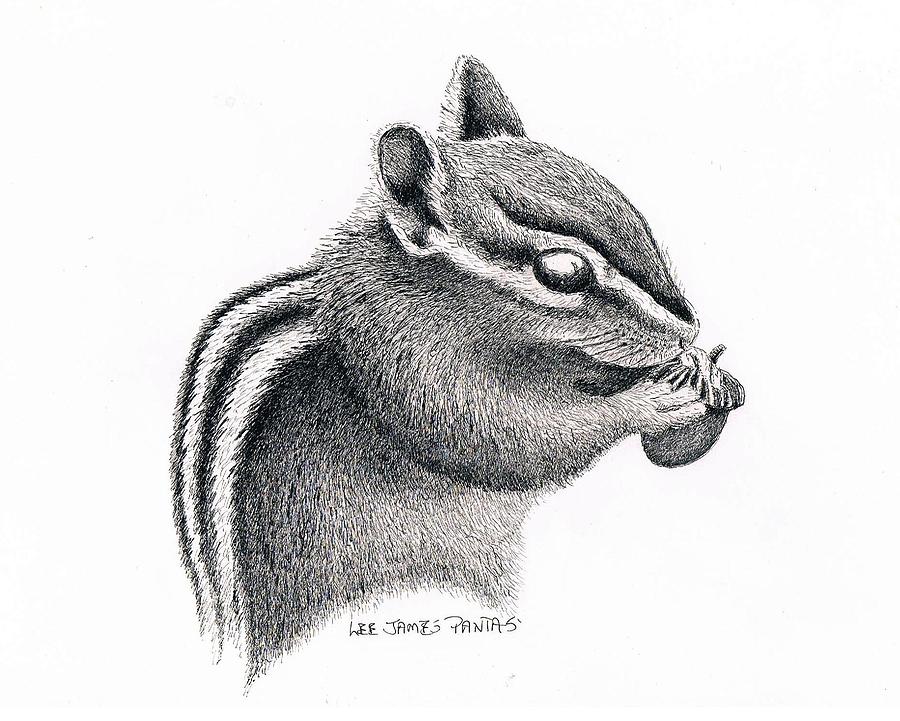 Chipmunk Drawing Sketch