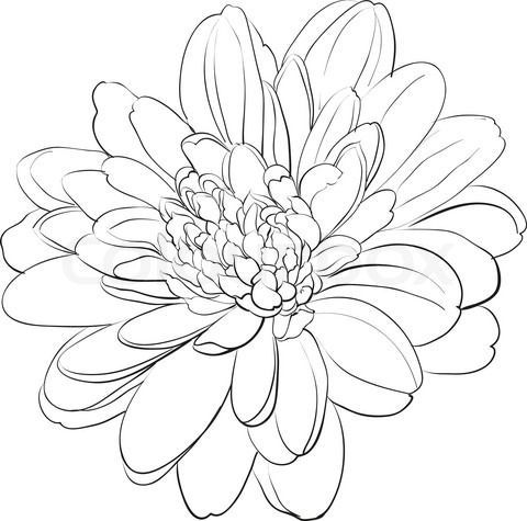 Chrysanthemum Drawing Amazing
