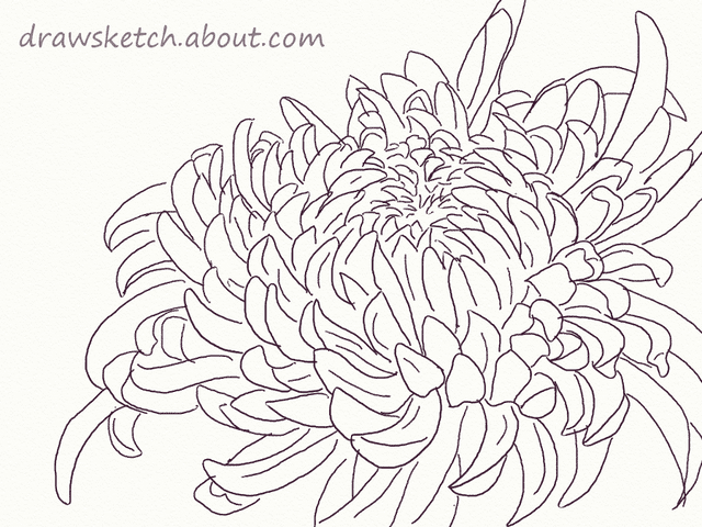 Chrysanthemum Drawing Art