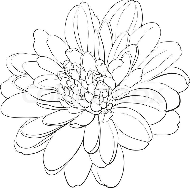 Chrysanthemum Drawing Beautiful Art
