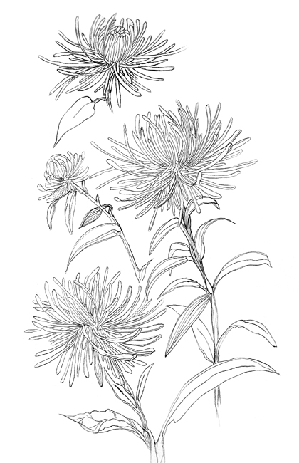 Chrysanthemum Drawing Beautiful Image