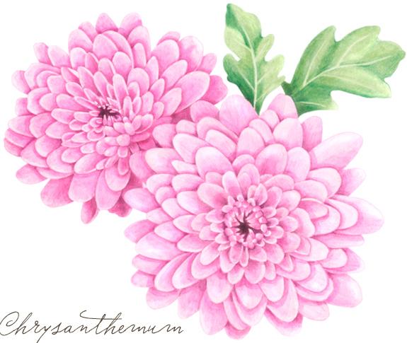 Chrysanthemum Drawing High-Quality