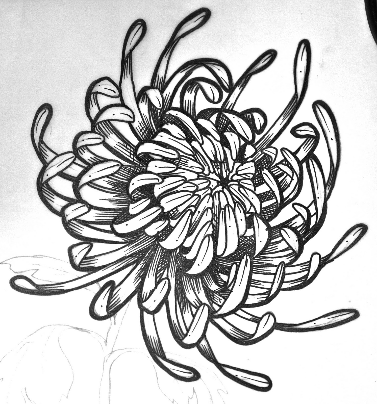 Chrysanthemum Drawing Images