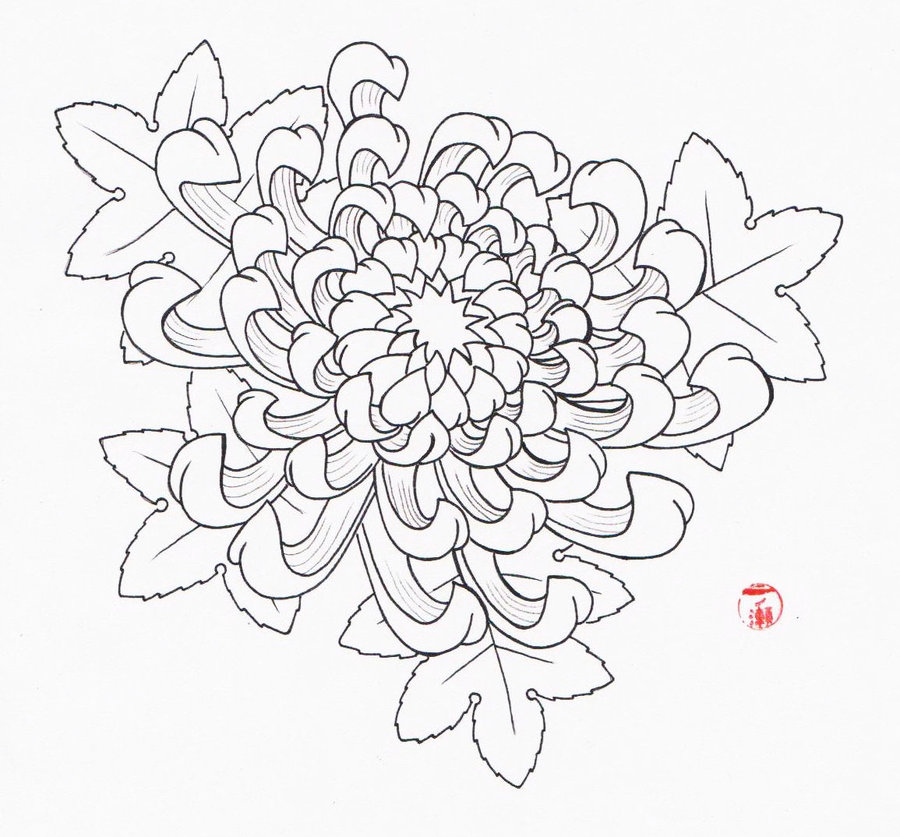 Chrysanthemum Drawing Photo