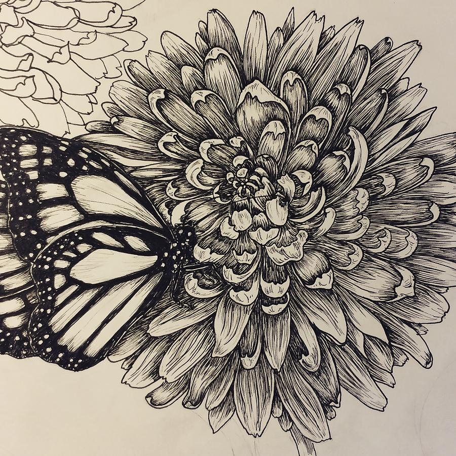 Chrysanthemum Drawing Pic