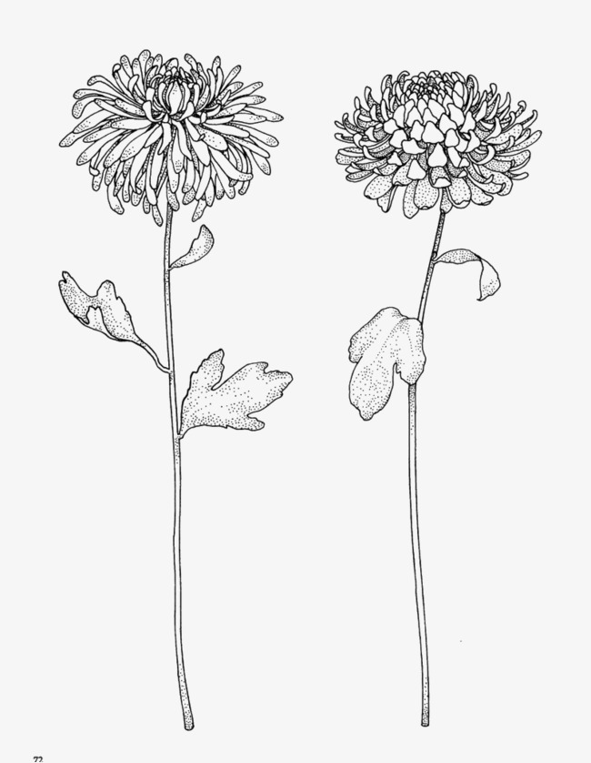 Chrysanthemum Drawing Pics