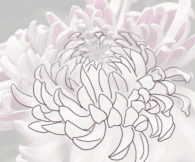 Chrysanthemum Drawing Picture