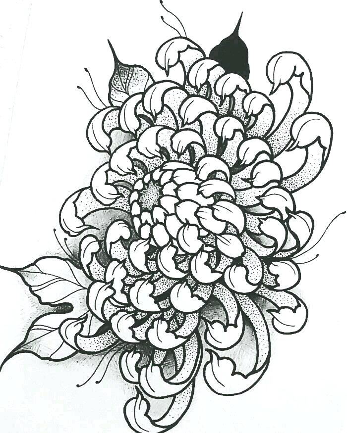 Chrysanthemum Drawing Realistic