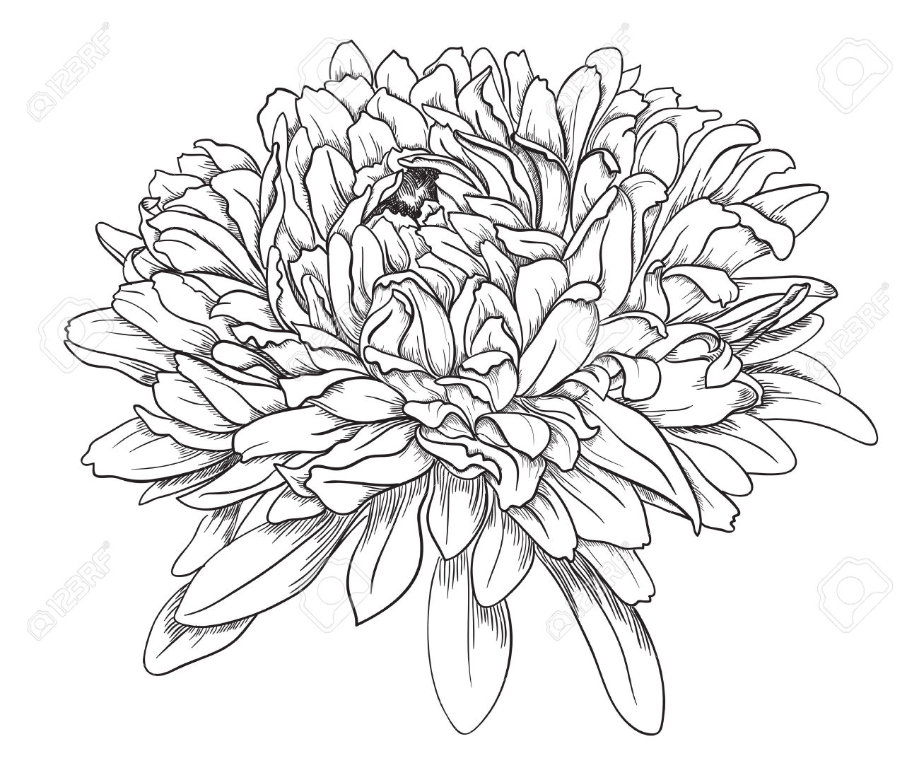 Chrysanthemum Drawing Sketch