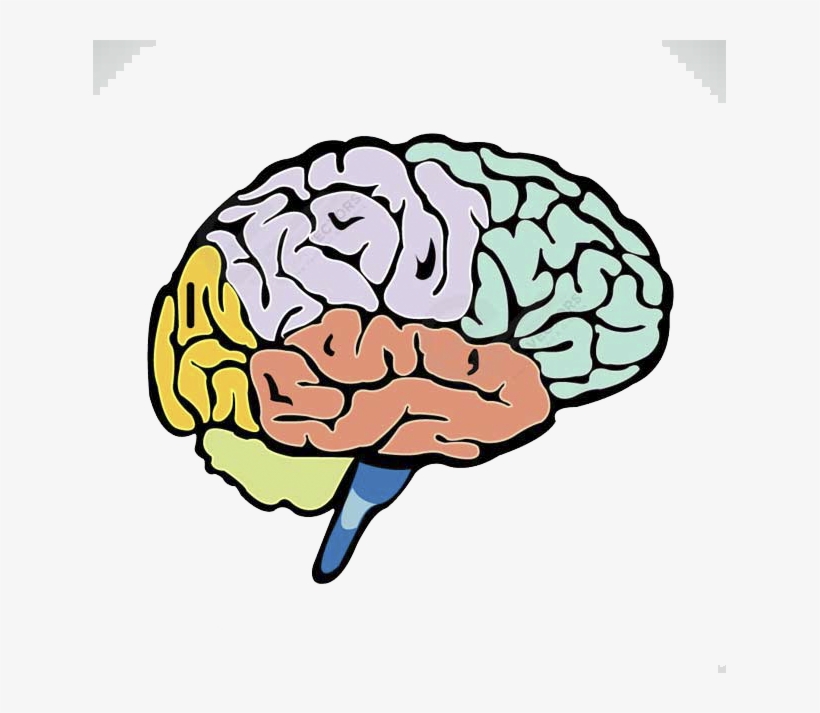 Colored Brain Drawing Pics