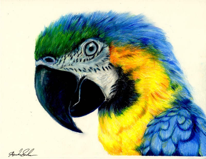 Colored Drawing High-Quality