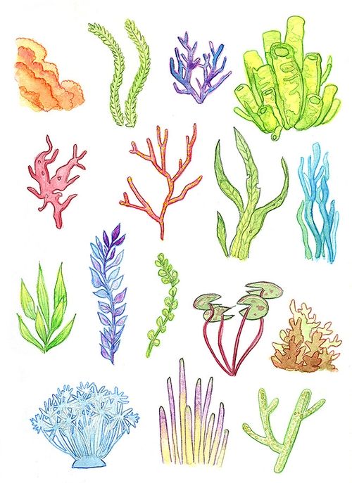 Coral Reef Drawing Image