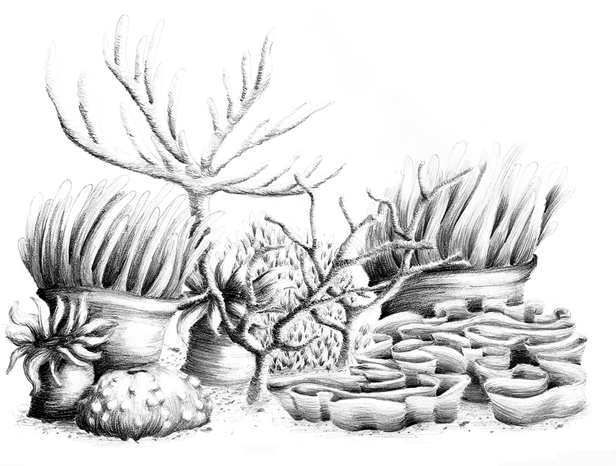 Coral Reef Drawing Pic