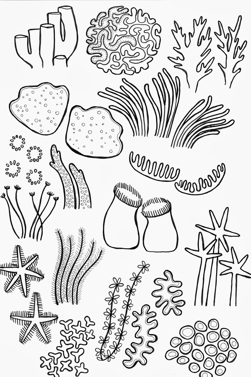 Coral Reef Drawing Picture