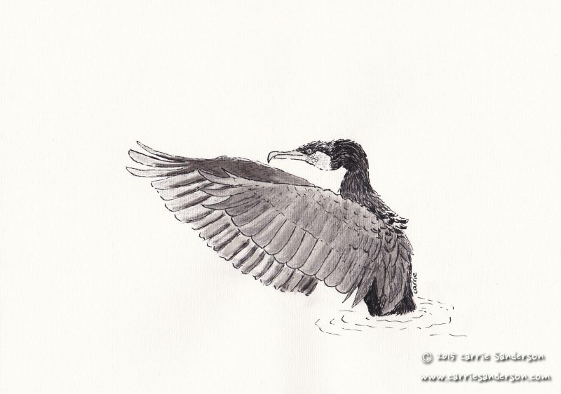 Cormorant Drawing Beautiful Image