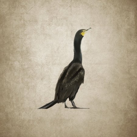 Cormorant Drawing Realistic