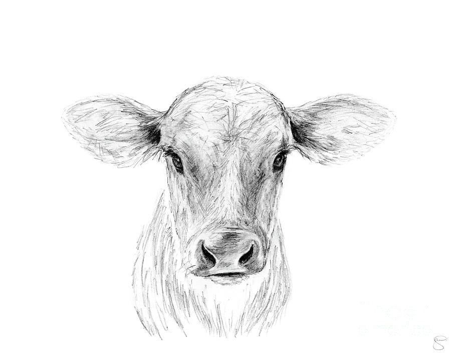 Cow Art Drawing