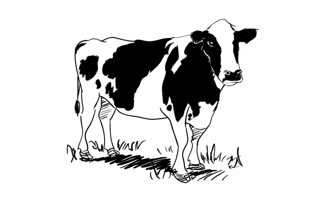 Cow Drawing Amazing