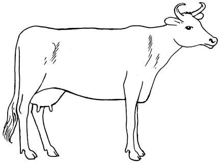 Cow Drawing Art